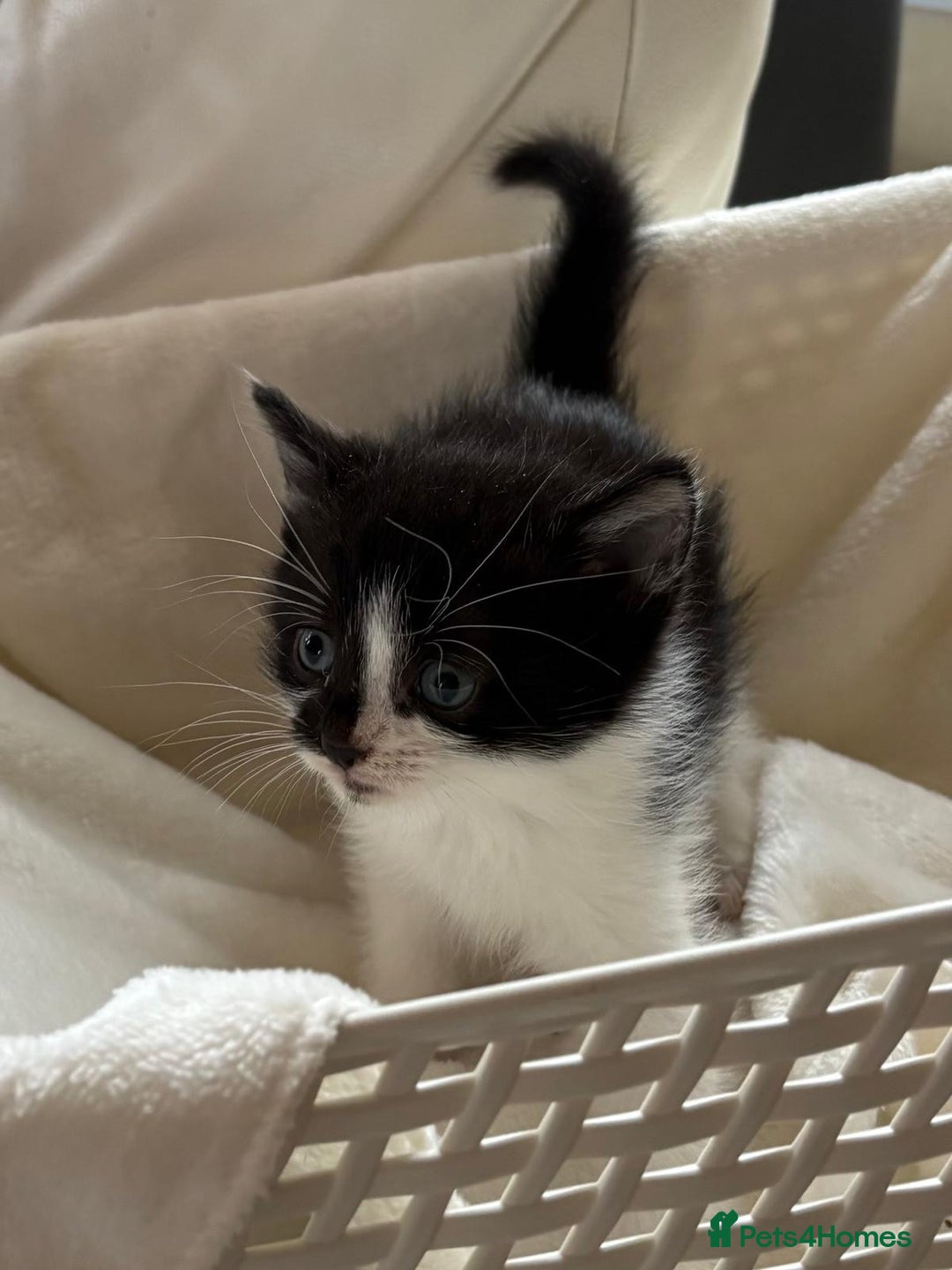 British Shorthair cats for sale: British Shorthair Kittens!  - Image 8