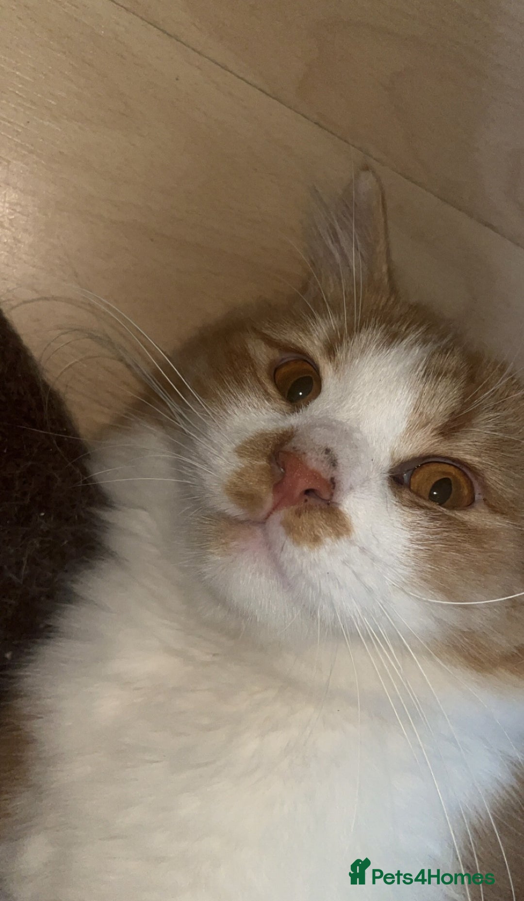 Mixed Breed cats for adoption: Pumpkin - Image 2