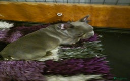 French Bulldog dogs for sale: Last of the litter  - Image 3