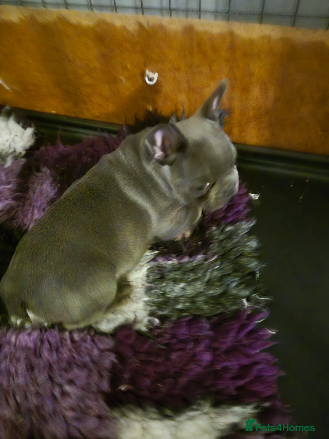 French Bulldog dogs for sale: Last of the litter  - Image 3