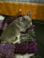 French Bulldog dogs - Advert 9