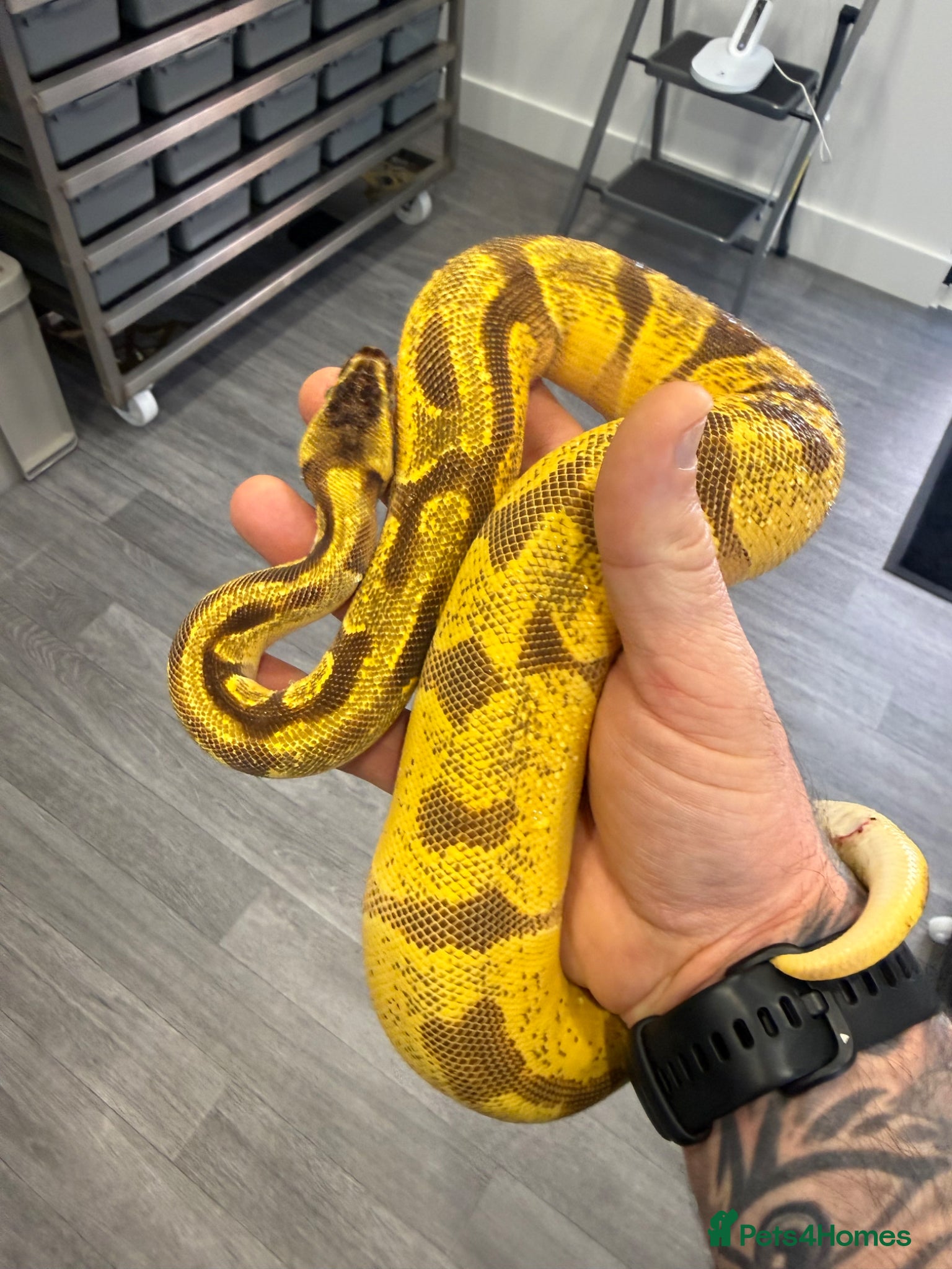 Python Snake reptiles Super Enchi, Super OD, BH, YB, Dbl Het Lav&Pied - Advert 17