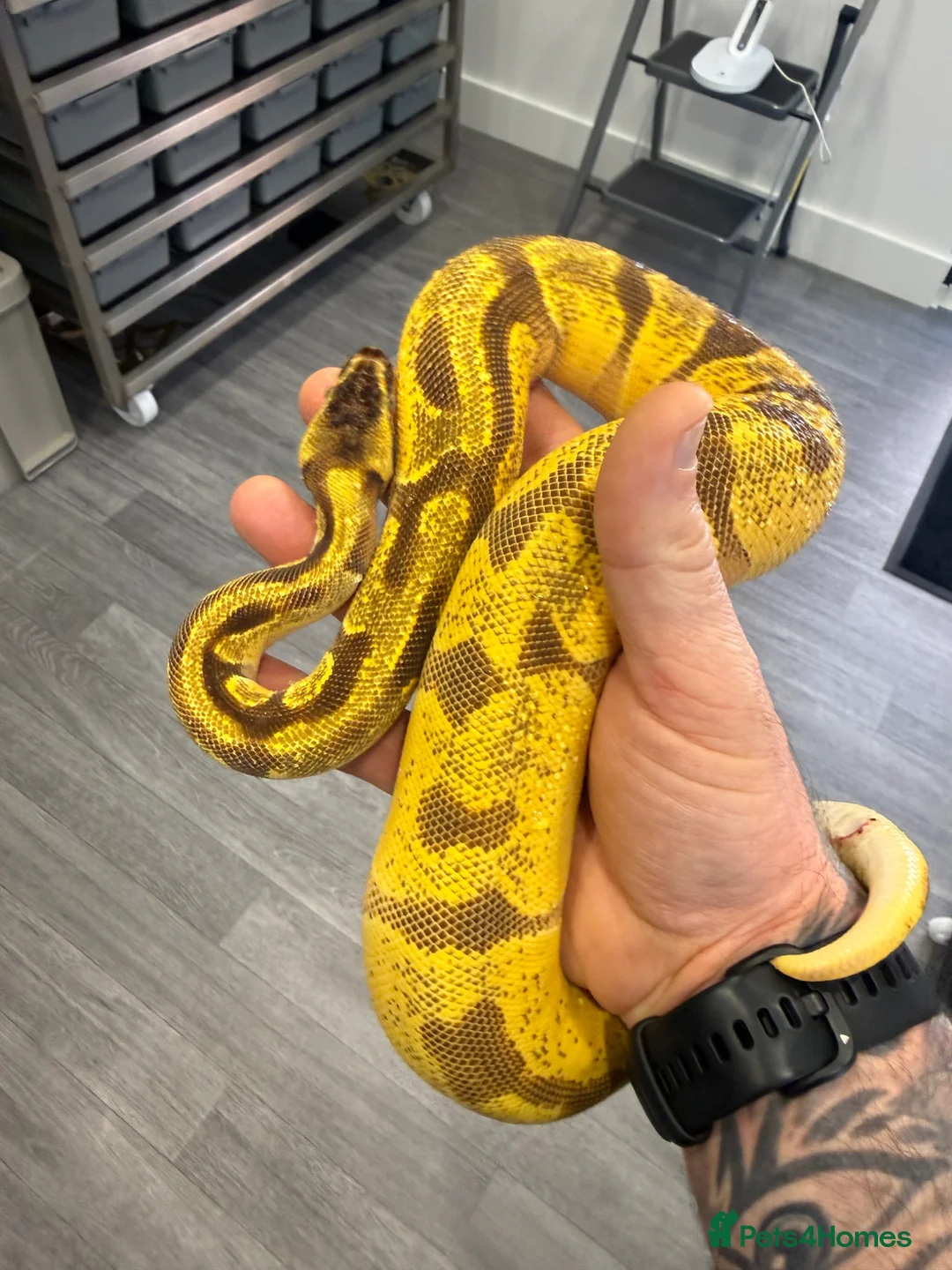 Python Snake reptiles for sale: Super Enchi, Super OD, BH, YB, Dbl Het Lav&Pied - Advert 1