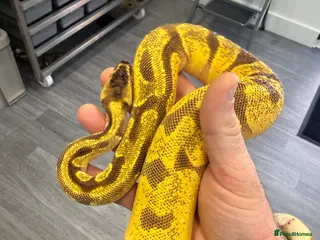 Python Snake reptiles Super Enchi, Super OD, BH, YB, Dbl Het Lav&Pied - Advert 17