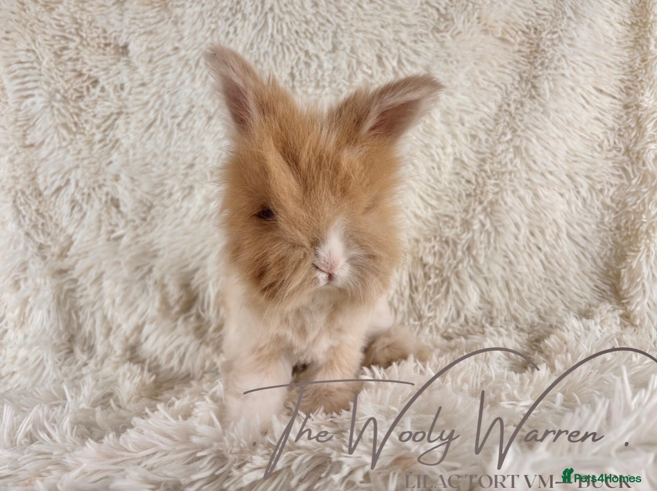Angora rabbits FULLY VACCINATED ANGORA BROTHERS  - Advert 2