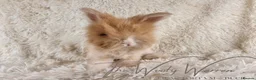 Angora rabbits for sale: FULLY VACCINATED ANGORA BROTHERS  - Advert 1