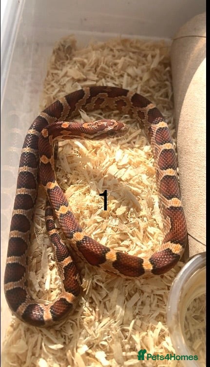 Corn Snake reptiles Very Tame Baby corn snakes - Advert 16