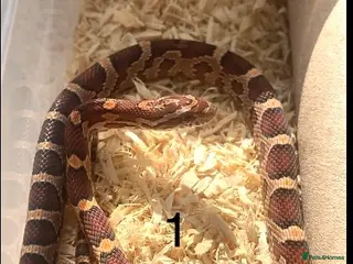 Corn Snake reptiles Very Tame Baby corn snakes - Advert 16