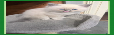 Ragdoll Kitten 1