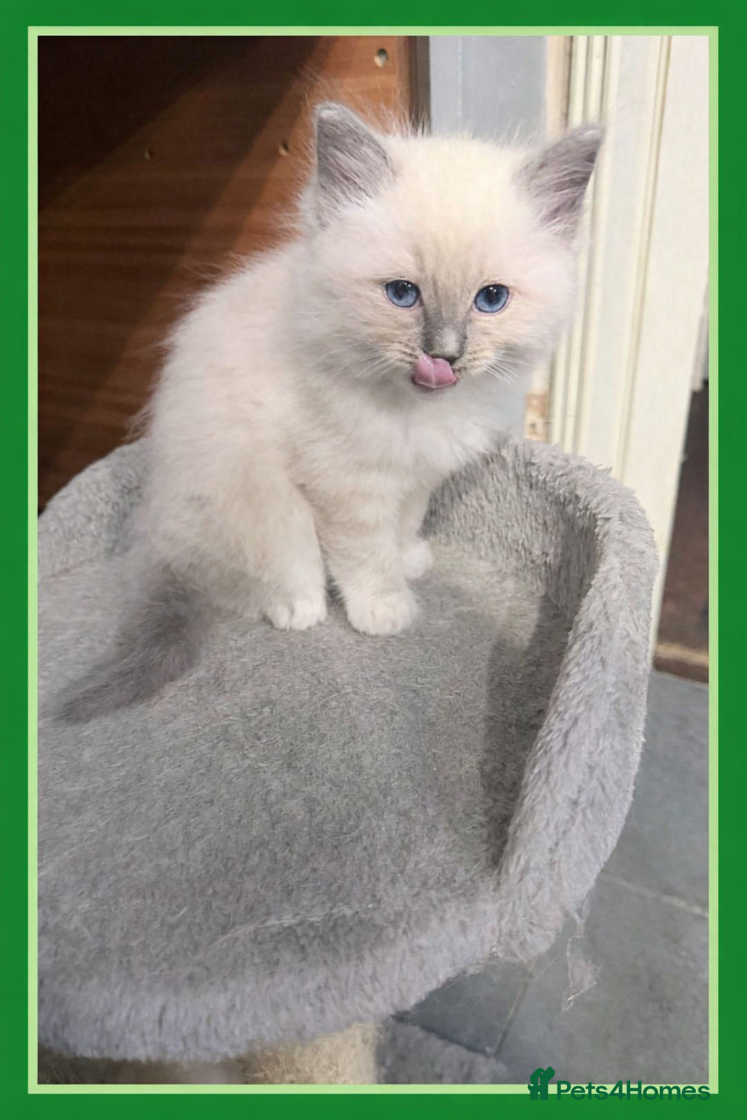 Ragdoll cats for sale: 4 ragdolls looking for forever homes  - Advert 4