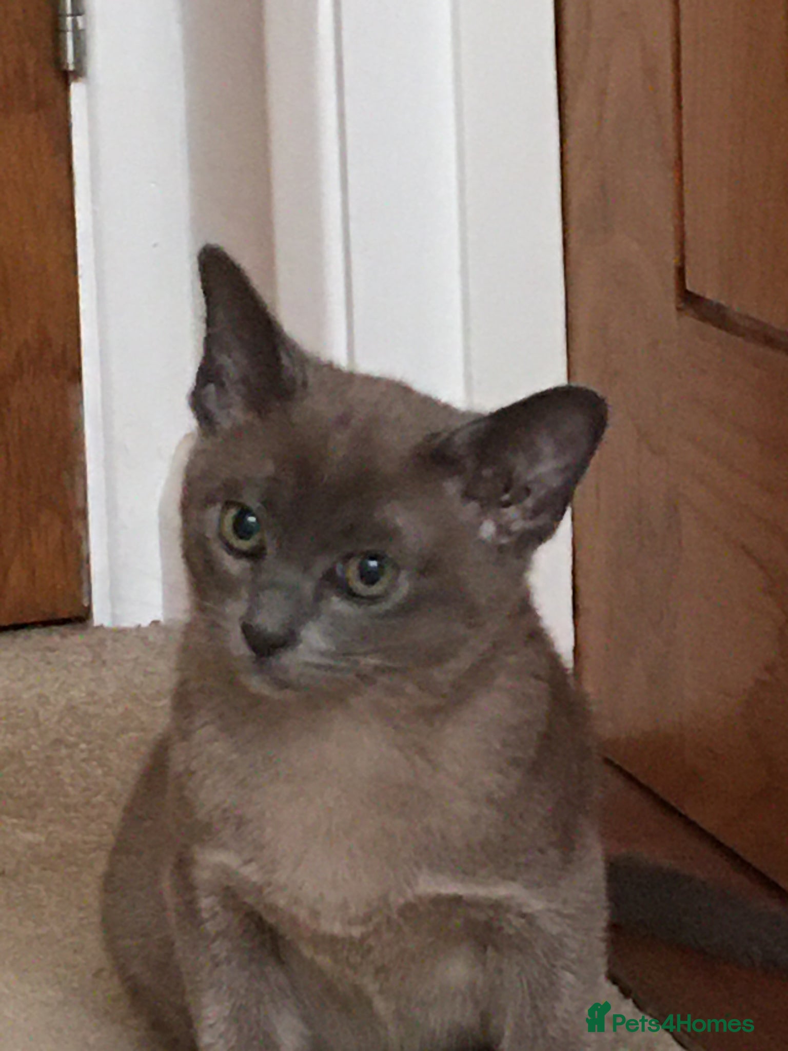 Burmese cats for sale: Burmese kittens  - Advert 4