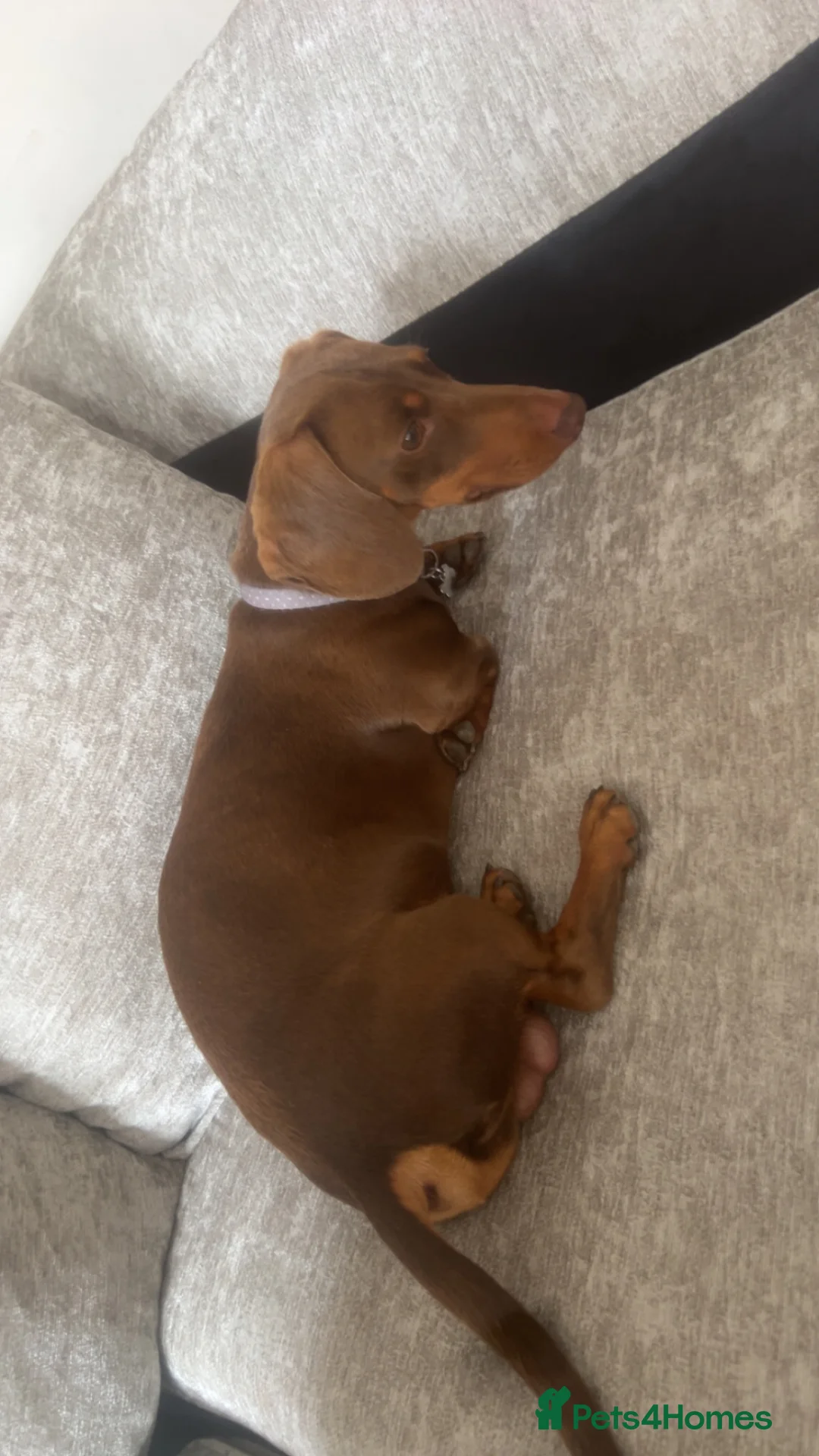 Miniature Dachshund dogs for sale: Male  in Evesham - Advert 2