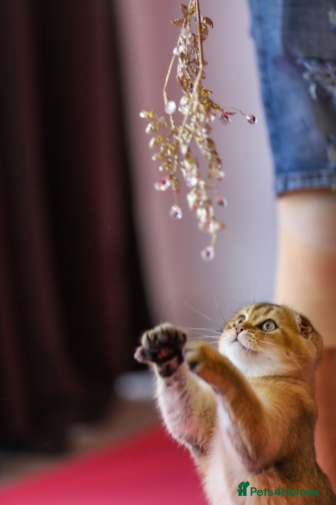 Scottish Fold cats for sale: Scottish Straight Golden Shaded Rare Affectionate - Image 26