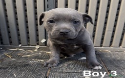 Staffordshire Bull Terrier dogs for sale: Stunning litter of Staffs - Image 6