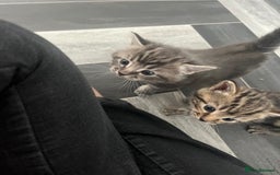 Mixed Breed cats for sale: 4 beautiful friendly mixed breed kittens for sale  in Northwich - Image 7