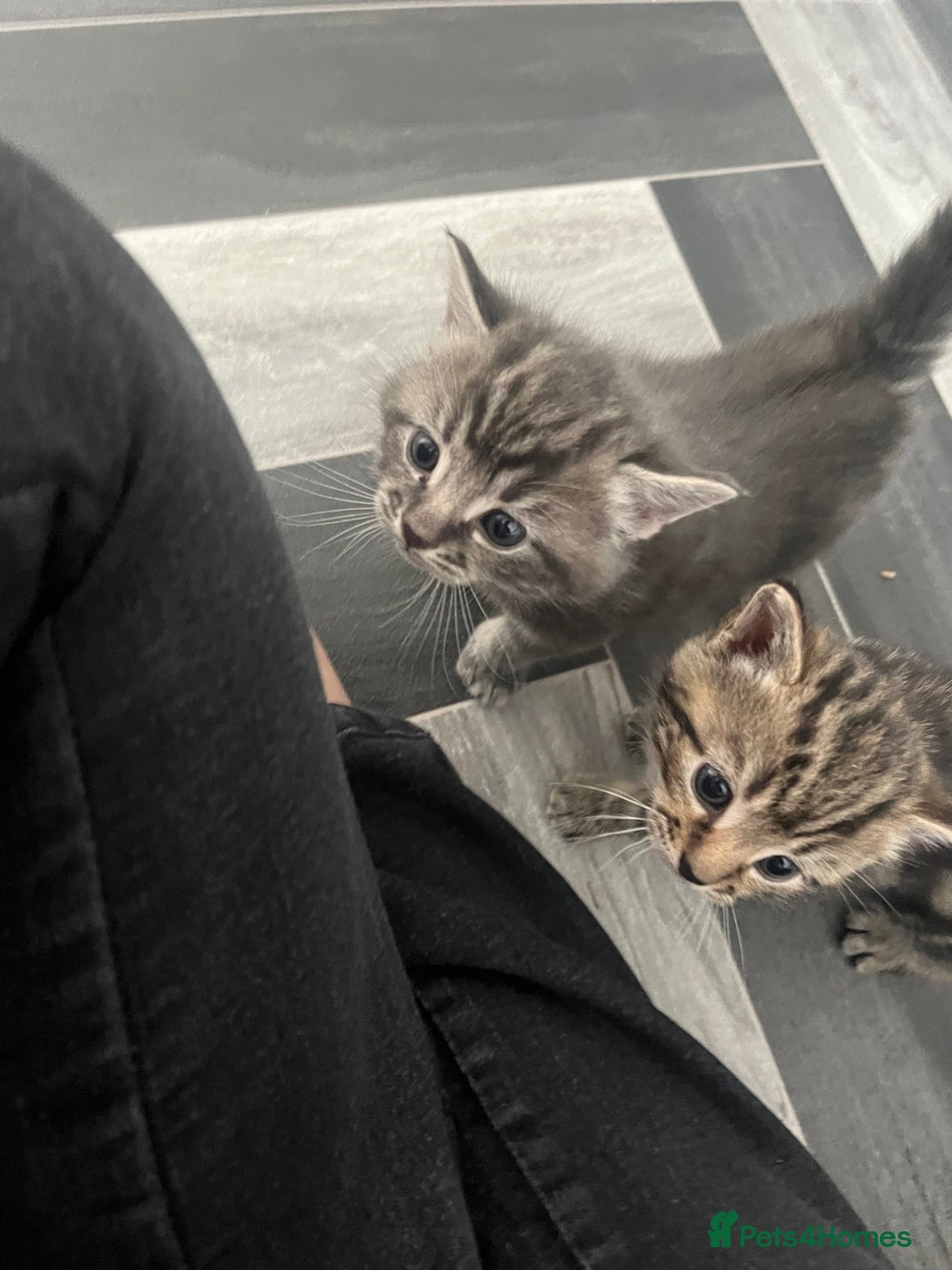 Mixed Breed cats for sale: 4 beautiful friendly mixed breed kittens for sale  in Northwich - Image 7