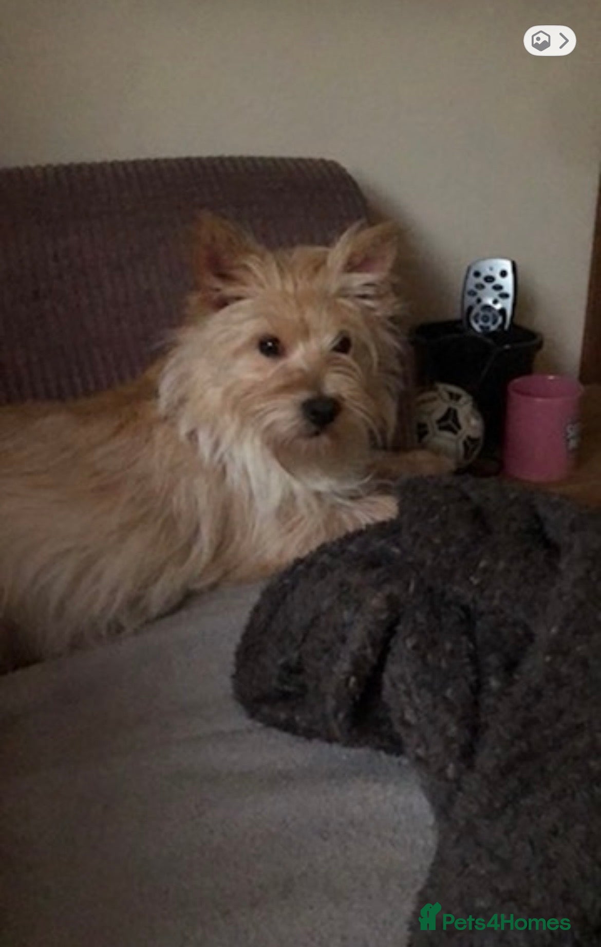 Cairn Terrier dogs waiting list open - Advert 6