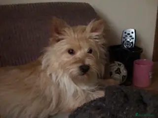 Cairn Terrier dogs waiting list open - Advert 6