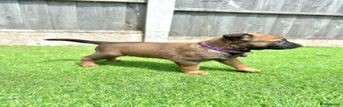 Dark purple collar female 