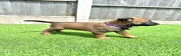Belgian Shepherd Dog dogs for sale: KC Belgian Malinois Puppys for sale - Advert 37