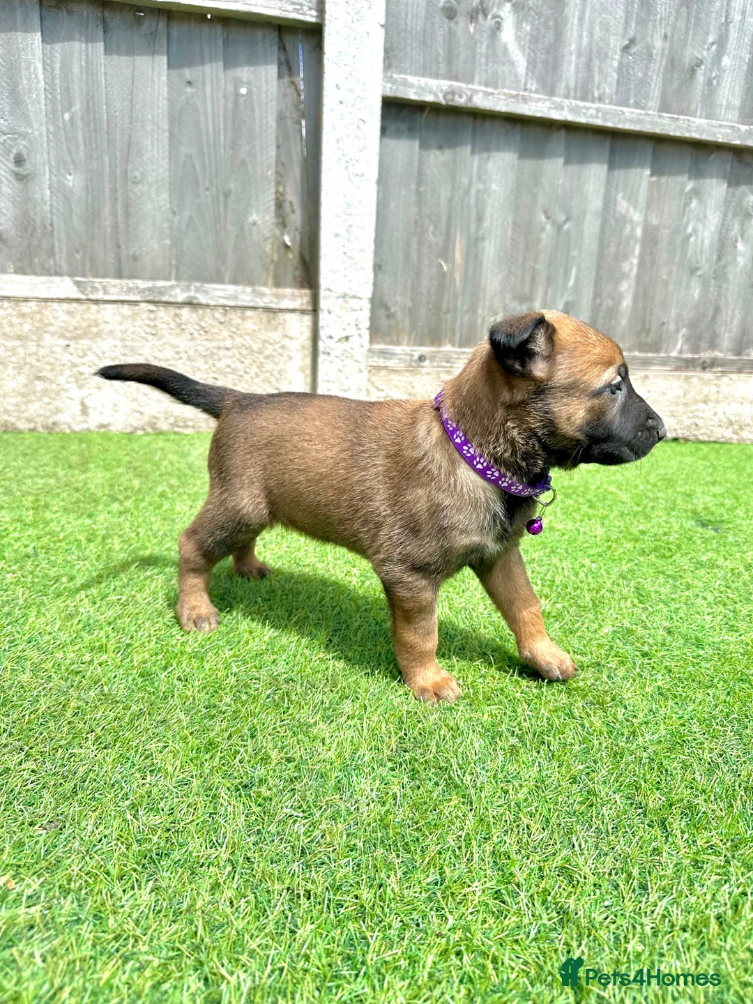 Belgian Shepherd Dog dogs for sale: KC Belgian Malinois Puppys for sale - Advert 37