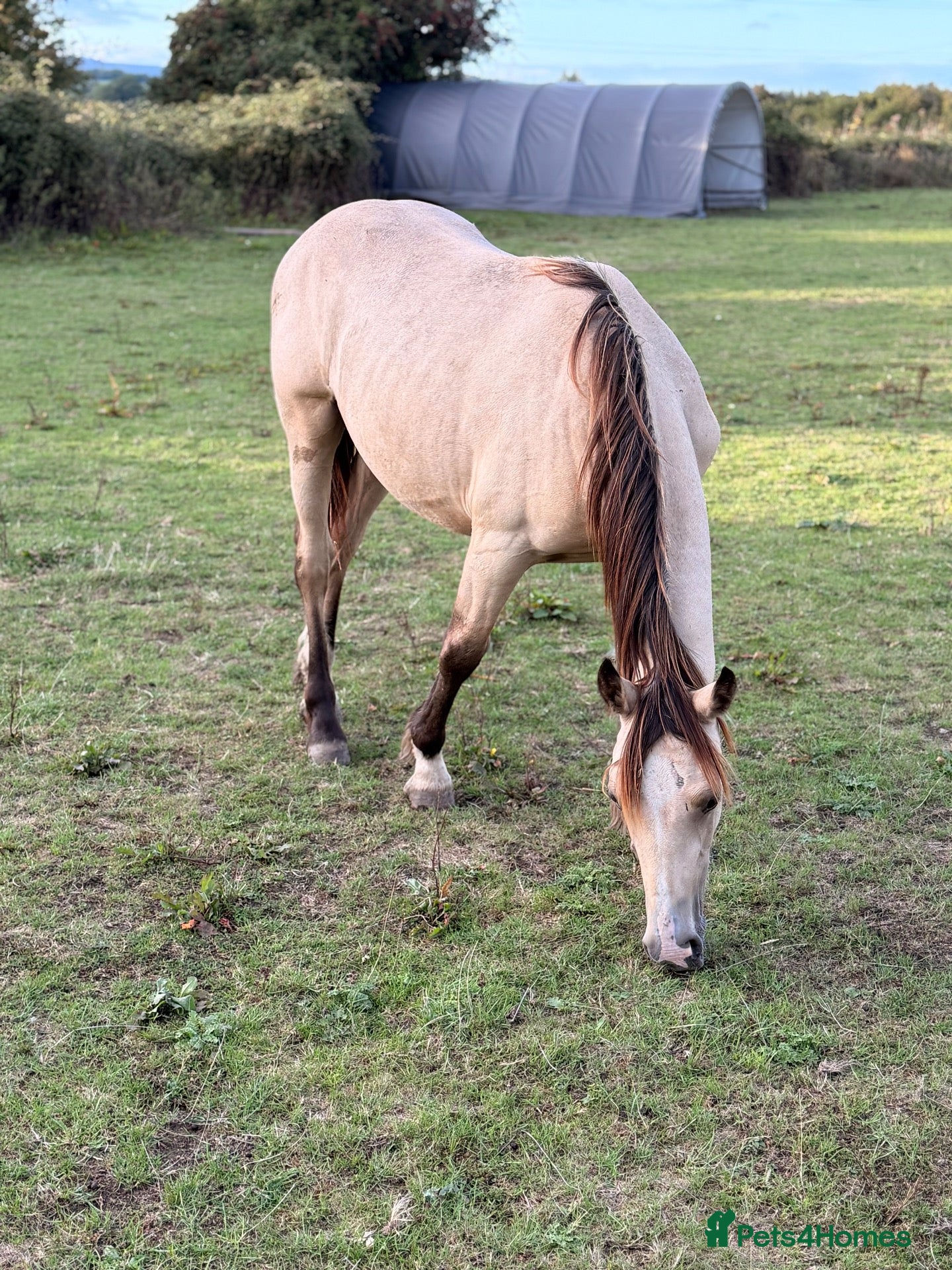 Welsh Section D horses Welsh part bred gelding  - Advert 2