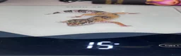 Leopard Gecko reptiles for sale: Baby leopard gecko and vivarium - Advert 2