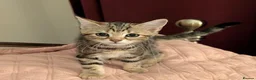 Domestic Shorthair cats for sale: READY TO LEAVE NOW🩵🩷 - Advert 20