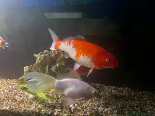 Koi Carp fish Large Koi and Goldfish – Rehome Together in Newark - Advert 1