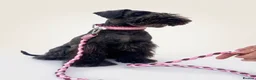 Miniature Schnauzer dogs for sale: KC Pedigree Miniature Schnauzer Pups *READY TO GO* - Advert 7