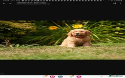 Labradoodle dogs for sale: 2nd Generation Labradoodles - Image 10