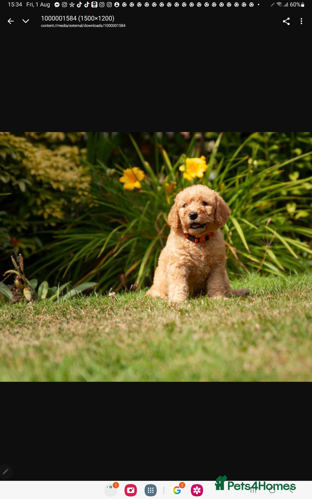 Labradoodle dogs for sale: 2nd Generation Labradoodles - Image 10