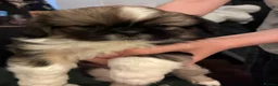 Shih Tzu dogs for sale: 2 Adorable male miniature imperial shih tzu's  in Sutton-in-Ashfield - Advert 4