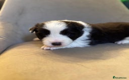 Border Collie dogs for sale: KC Reg (pending) Border Collie Puppies For Sale - Image 12