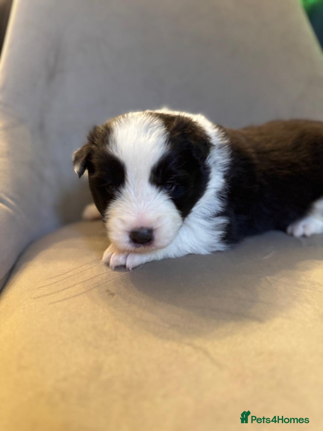Border Collie dogs for sale: KC Reg (pending) Border Collie Puppies For Sale - Image 12
