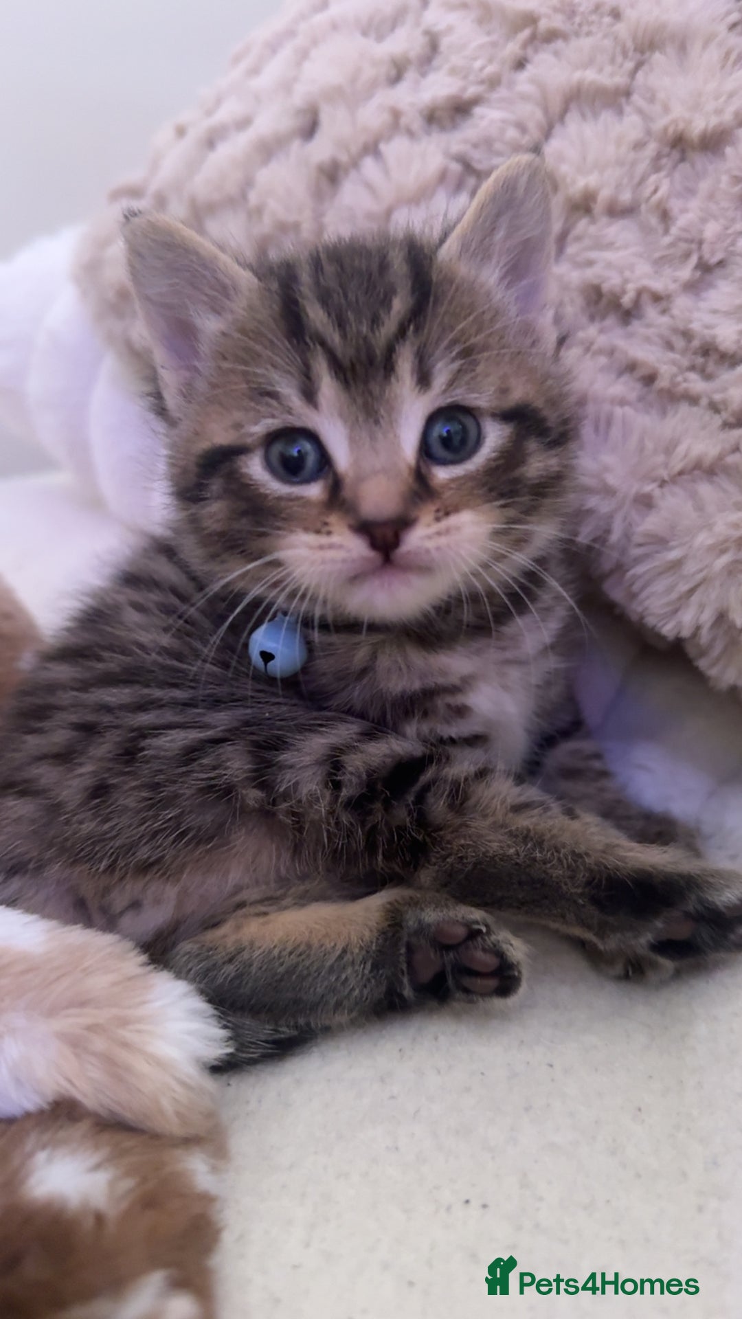 Mixed Breed cats for sale: 3 Tabby Kittens For Sale!! - Advert 2