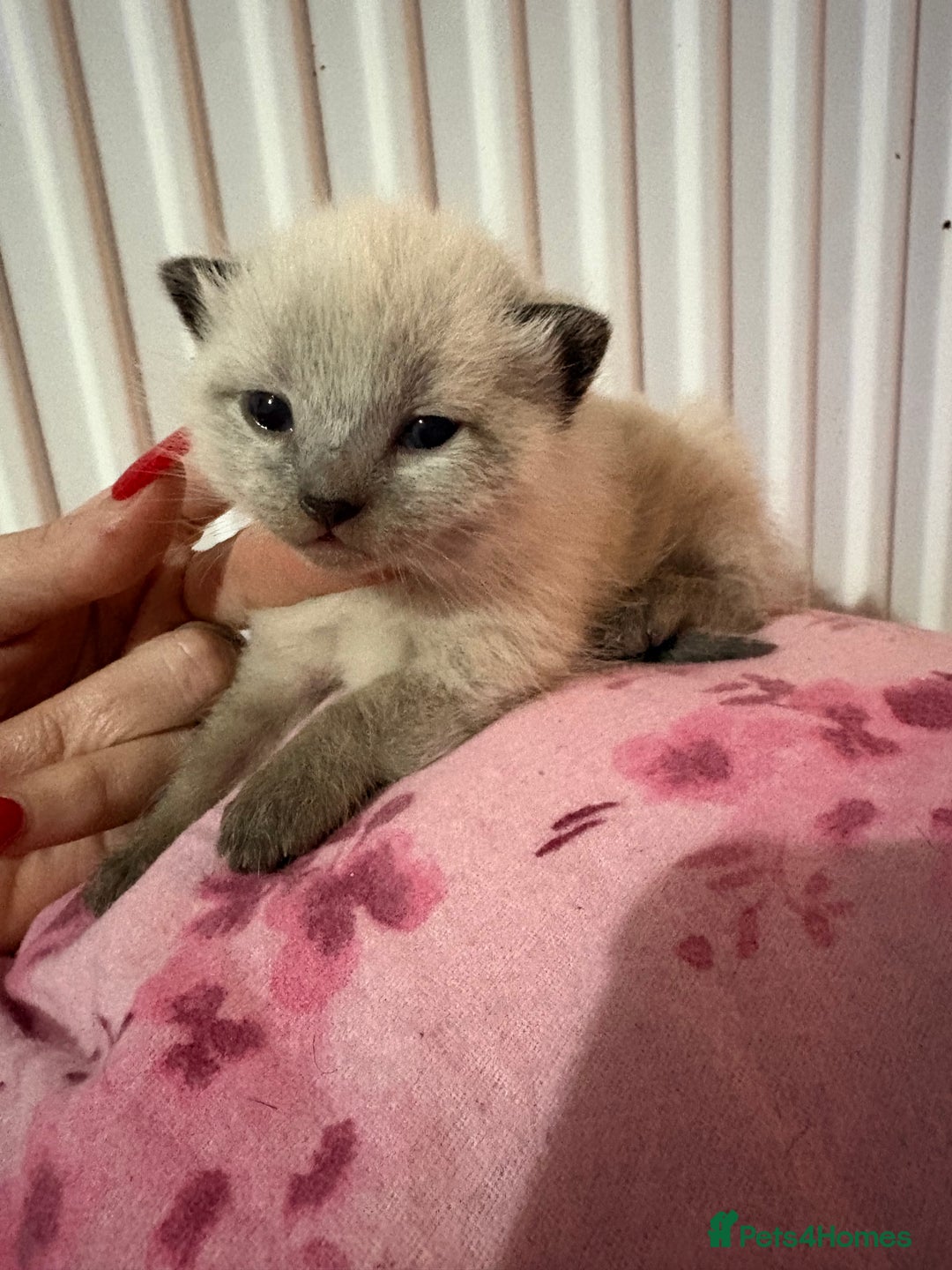 British Longhair cats for sale: Three kittens - Ready  **  week - Advert 2