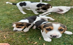 Beagle dogs for sale: Beagle puppies‼️Ready to leave NOW‼️ - Image 14