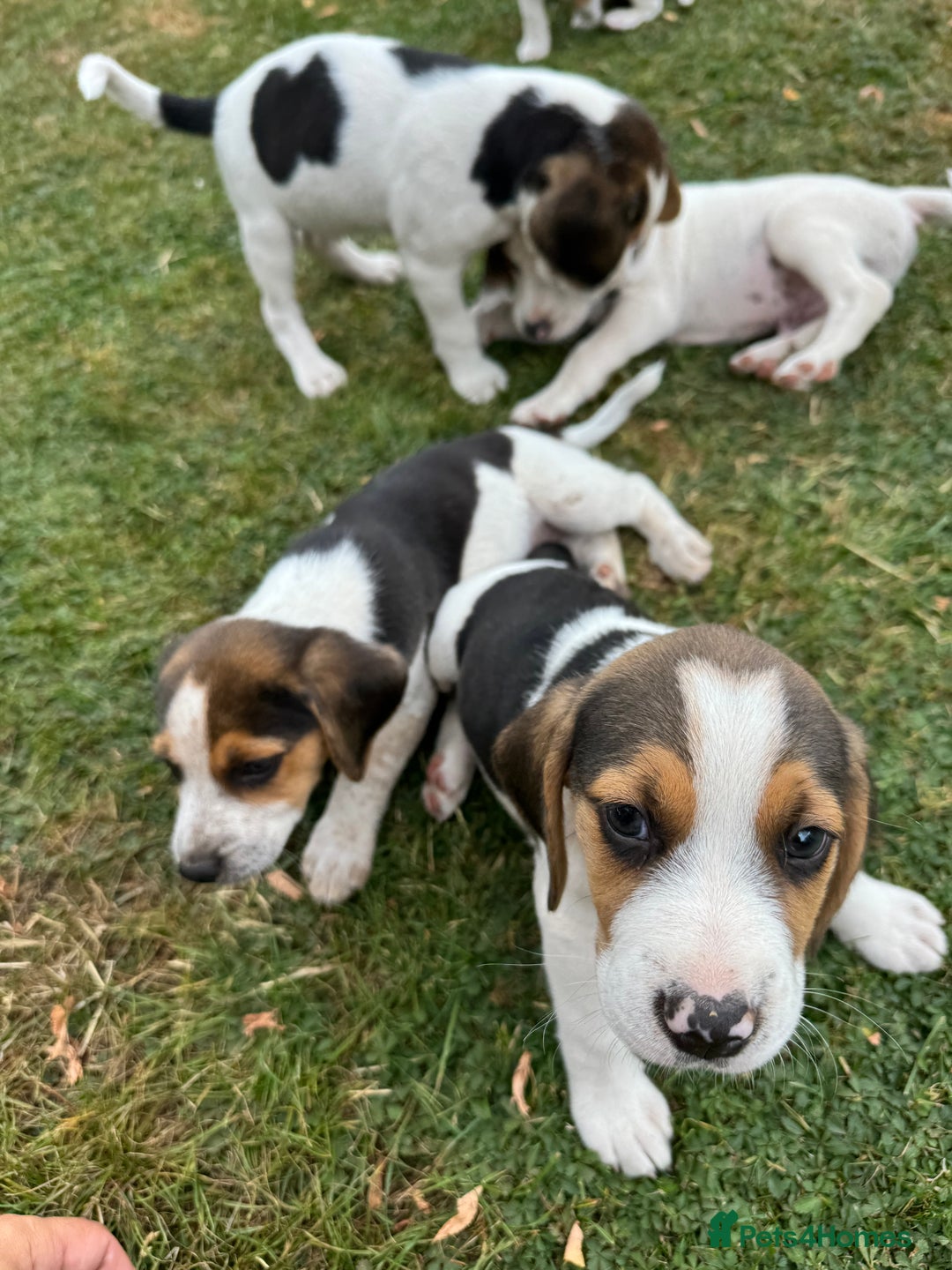 Beagle dogs for sale: Beagle puppies‼️Ready to leave NOW‼️ - Image 14
