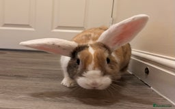 Mini Lop rabbits for sale: Female Mini lop cross for rehoming  - Image 3