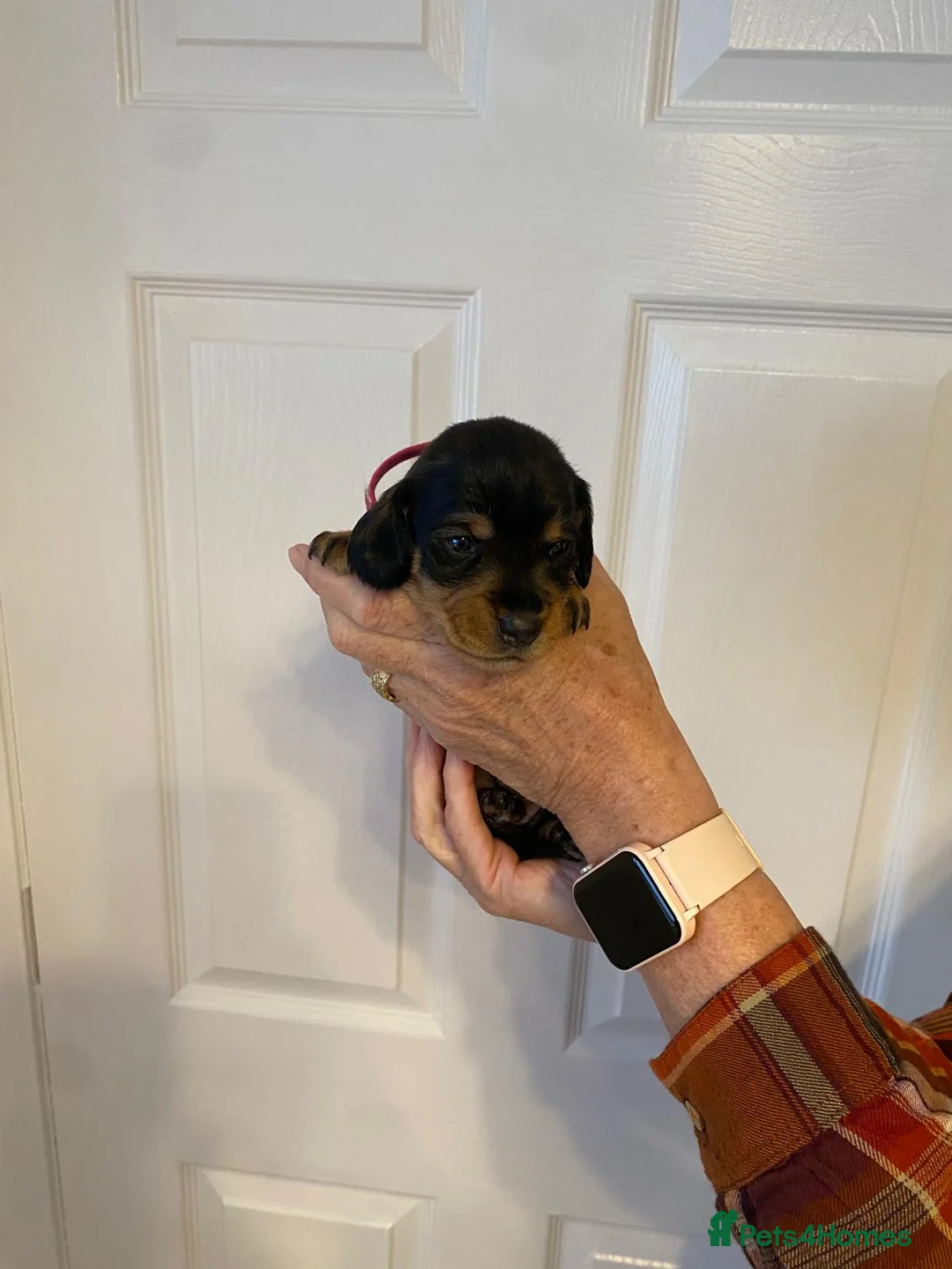 Dachshund dogs for sale:  Wire-haired Dachshund teckel - Advert 12