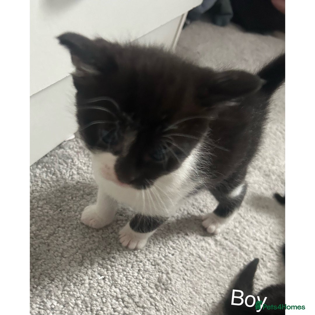 Domestic Shorthair cats for sale: 7 gorgeous kittens looking for their forever homes - Image 16