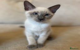 Siamese cats for sale: Beautiful Blue Point Siamese kittens   - Image 3