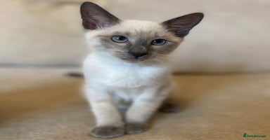 Siamese cats - Advert 6