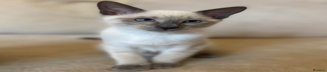 Siamese Kitten 2