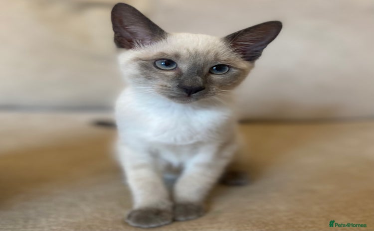 Siamese cats - Advert 1