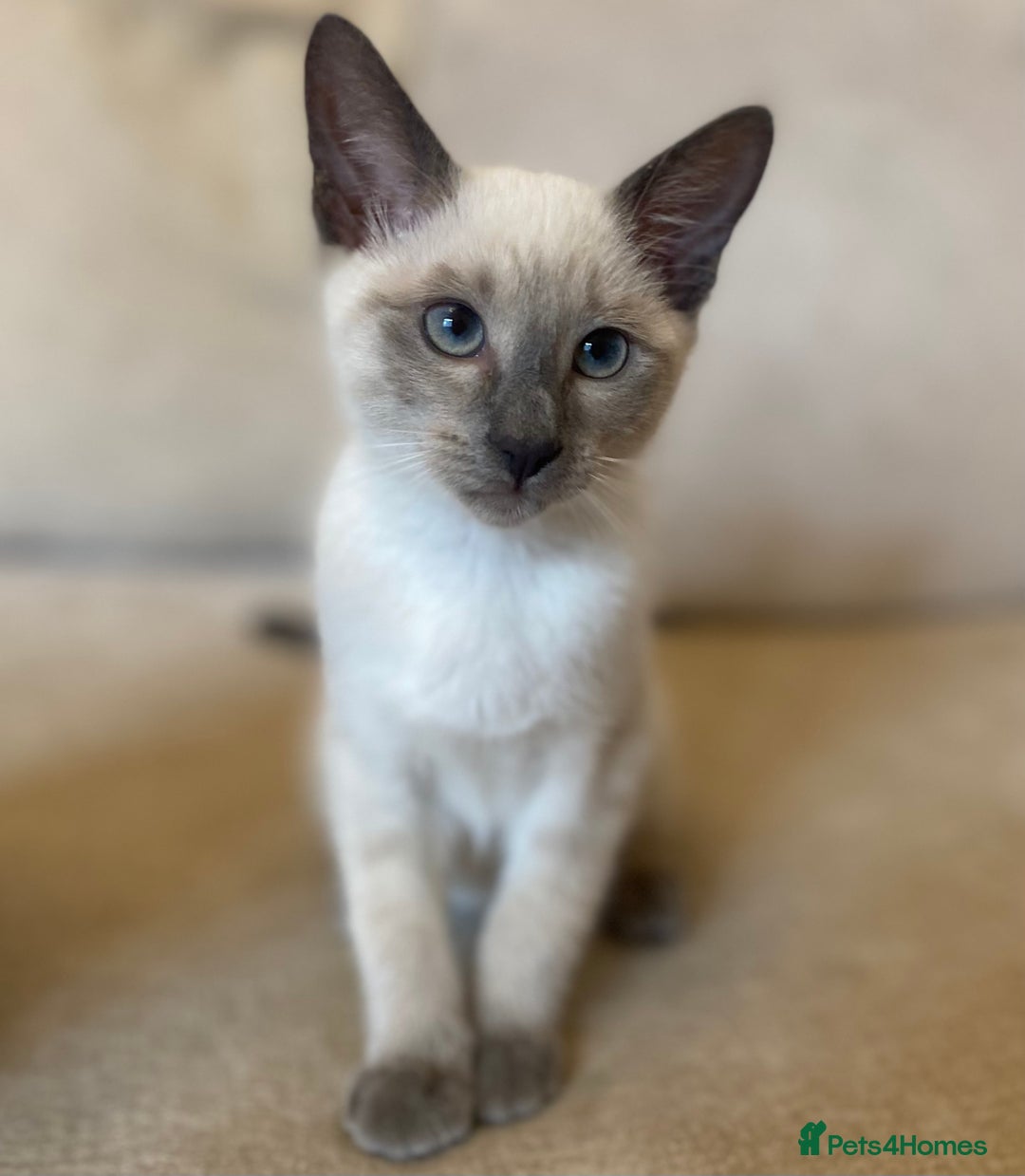 Siamese cats for sale: Beautiful Blue Point Siamese kittens   - Image 3