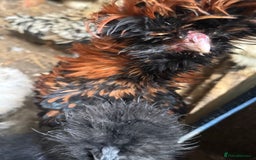 Chickens poultry for sale: Roosters, hens, quails and chicks for sale in London - Image 8