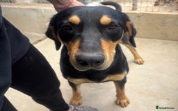 Mixed Breed dogs for adoption: Parker (Hound mix) - Image 7