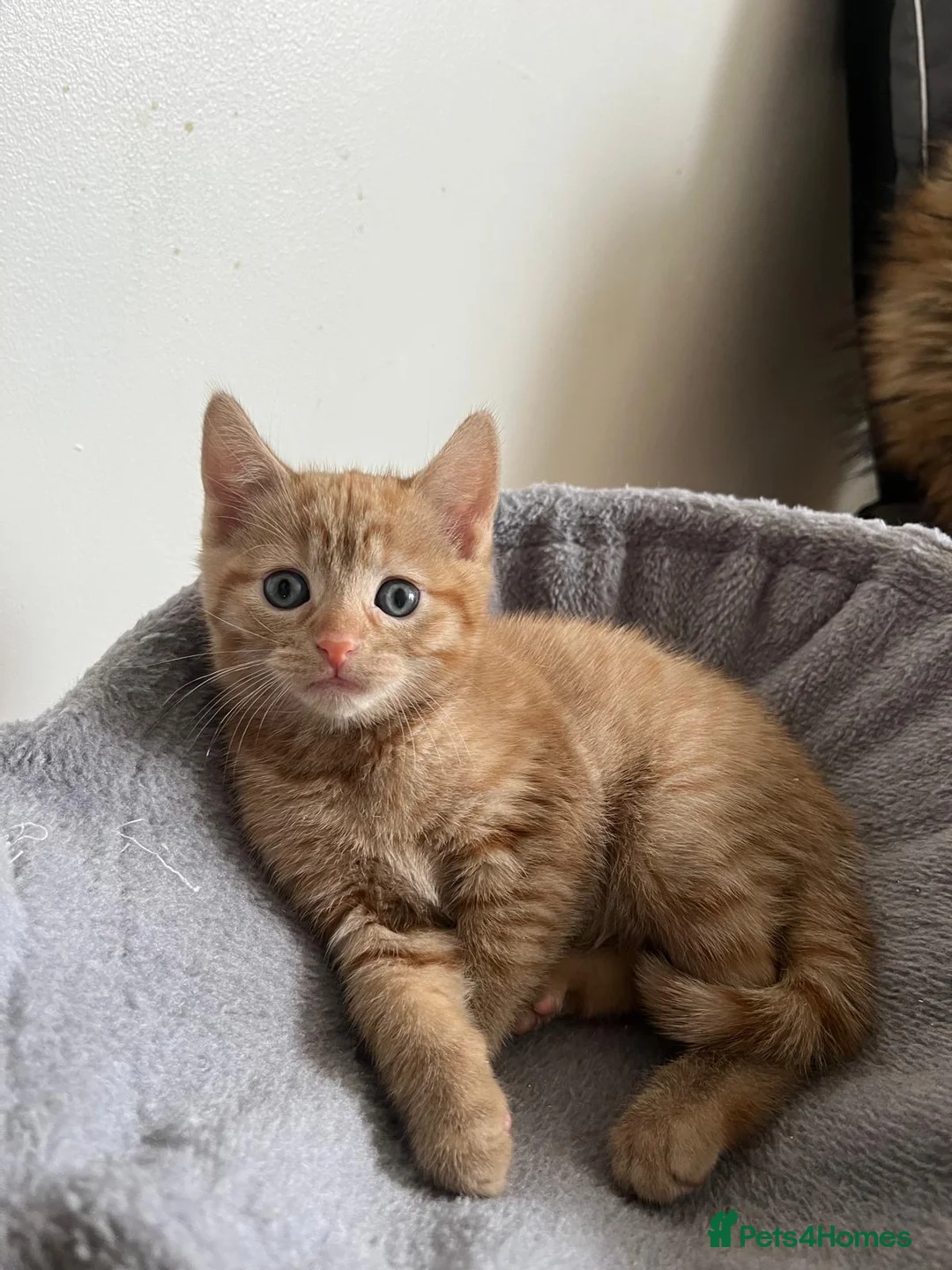 Mixed Breed cats for sale: Kittens for sale  in Liverpool - Advert 1